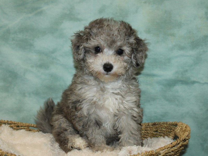 Bichapoo-Female-Blue Merle-4022356-Petland Rome