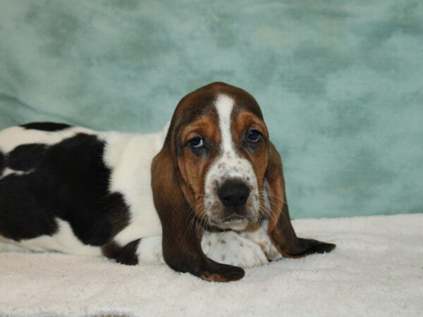 Basset Hound Dog Female Tri-Colored 9698 Petland Rome, Georgia