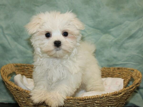 Maltese-DOG-Male-White-20848-Petland Rome, Georgia