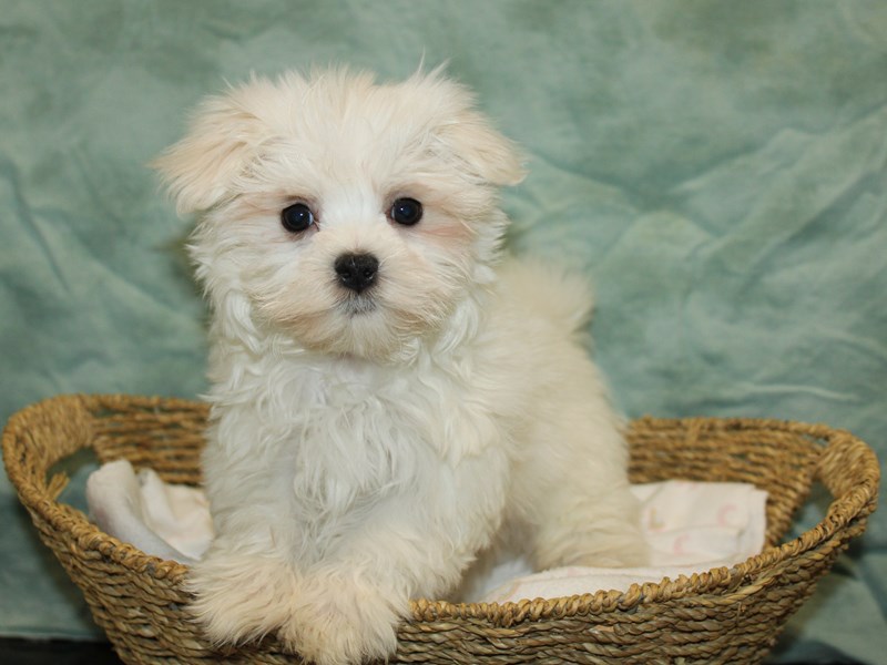 Maltese-Male-White-4029729-Petland Rome