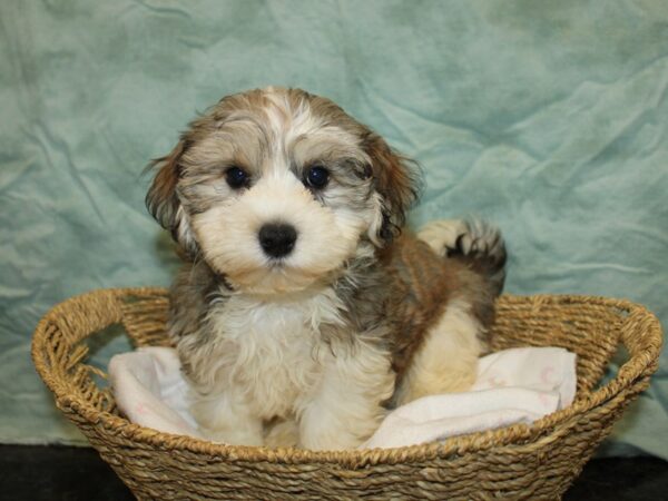 Havanese Dog Male Gold Sable 20846 Petland Rome, Georgia