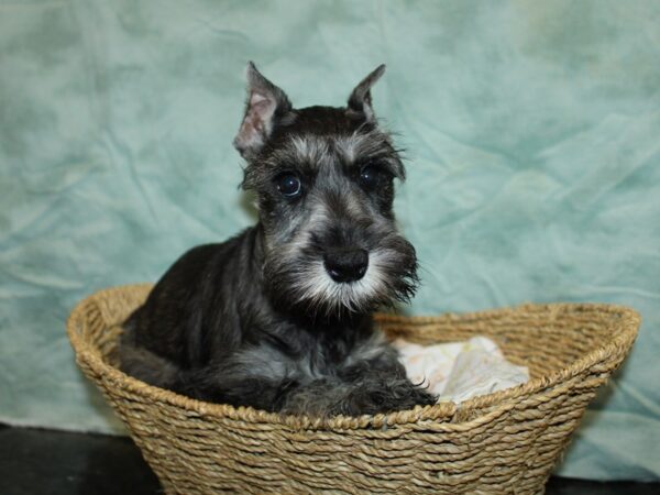 Miniature Schnauzer Dog Female Salt / Pepper 20852 Petland Rome, Georgia