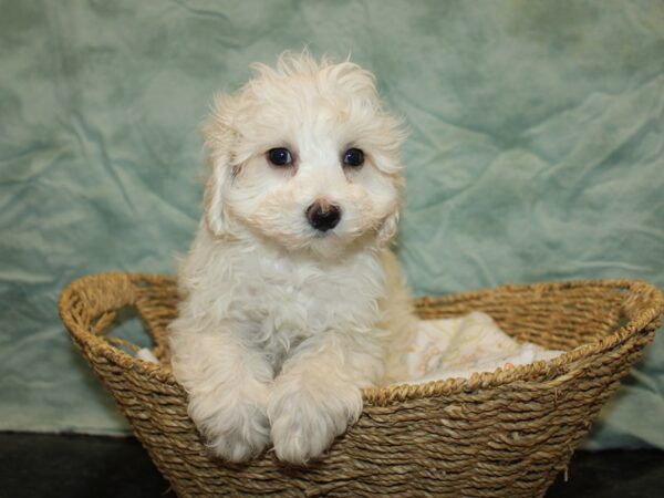 Lhasapoo-Dog-Male-Cream-20853-Petland Rome, Georgia