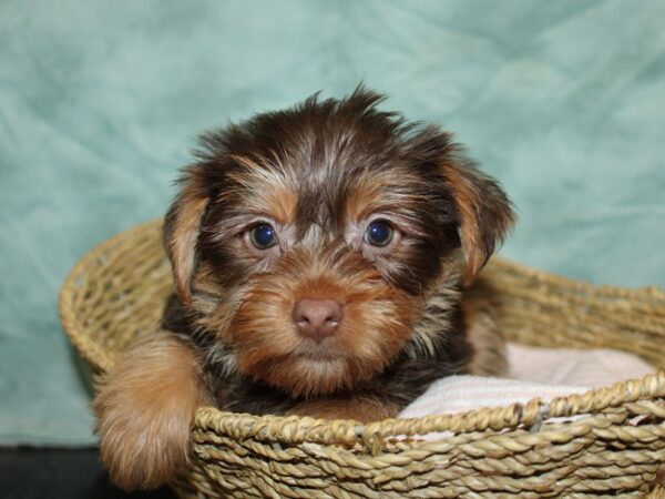 Yorkshire Terrier-DOG-Male-Chocolate / Tan-9704-Petland Rome, Georgia