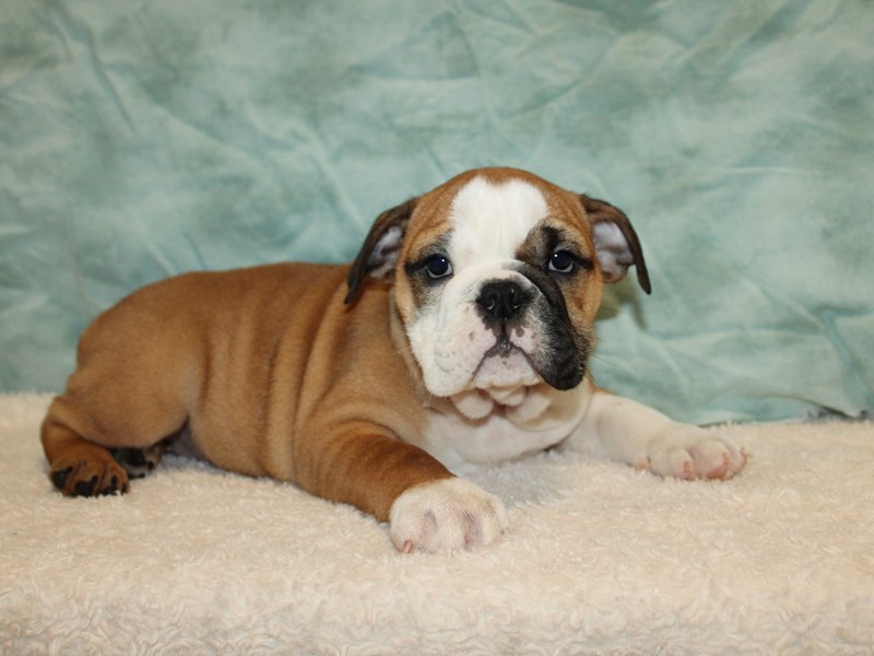 English Bulldog-Female-Red and White-4029737-Petland Rome