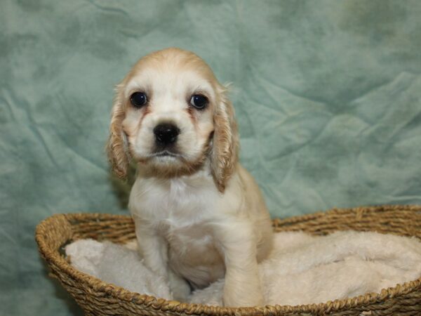 Cocker Spaniel-Dog-Male-Cream-20854-Petland Rome, Georgia