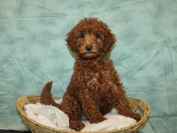 Miniature Goldendoodle-Dog-Female-Red-20857-Petland Rome, Georgia