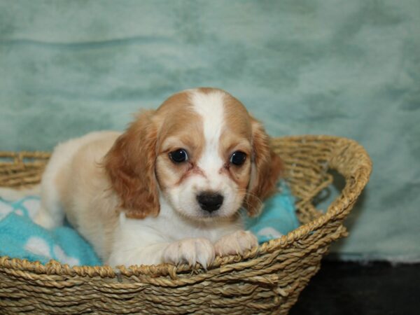 Cavachon-Dog-Male-Red&Wh-9723-Petland Rome, Georgia