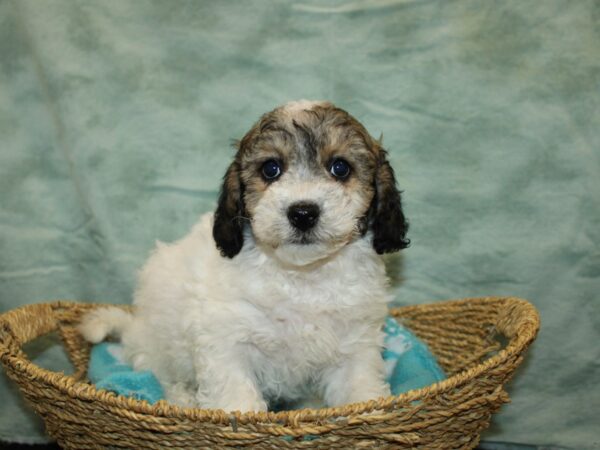 Bichapoo-Dog-Male-Brindle&Wh-9722-Petland Rome, Georgia