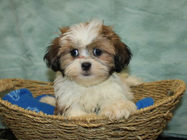 Daisy Dog-Dog-Male-Choc&Wh-20864-Petland Rome, Georgia