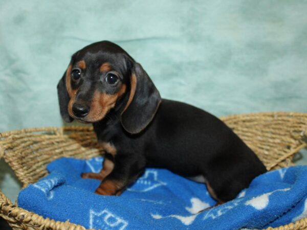 Dachshund DOG Female Blk&Tan 20872 Petland Rome, Georgia