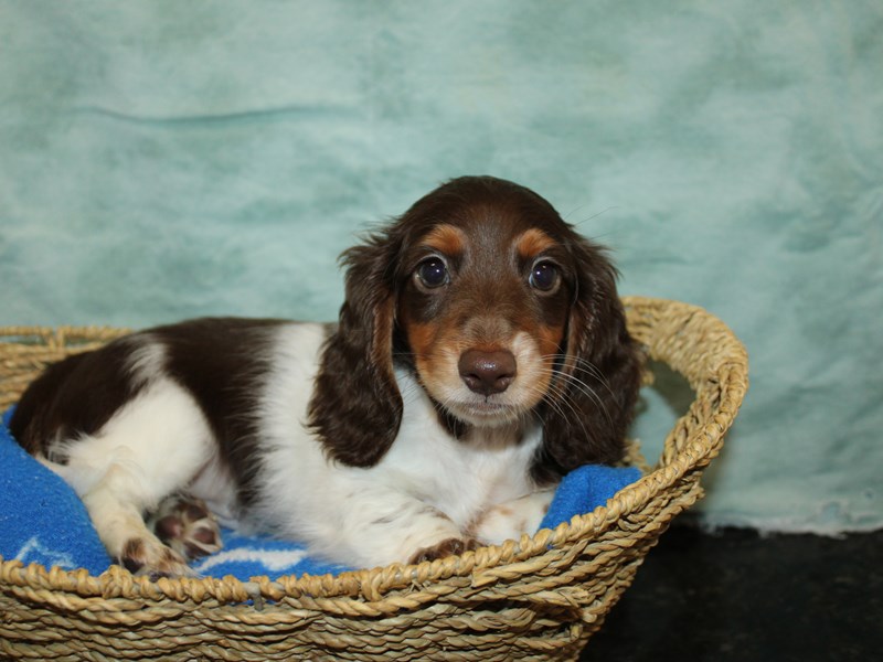 Dachshund-Male-Choc Tri-4040254-Petland Rome