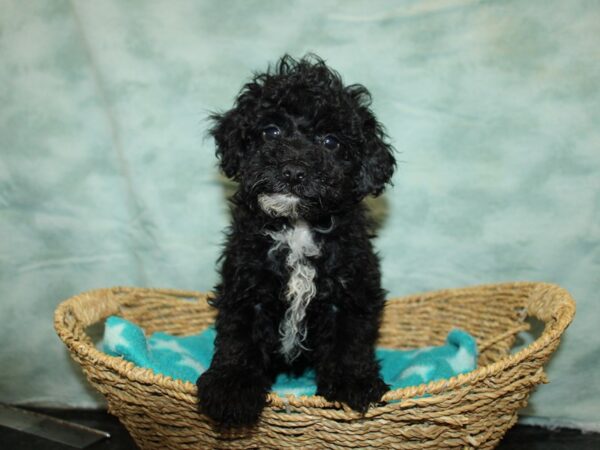 Miniature Poodle DOG Male Black 20866 Petland Rome, Georgia