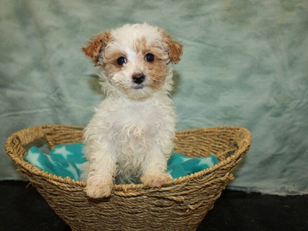 Miniature Poodle-DOG-Female-Wh&Red-20873-Petland Rome, Georgia