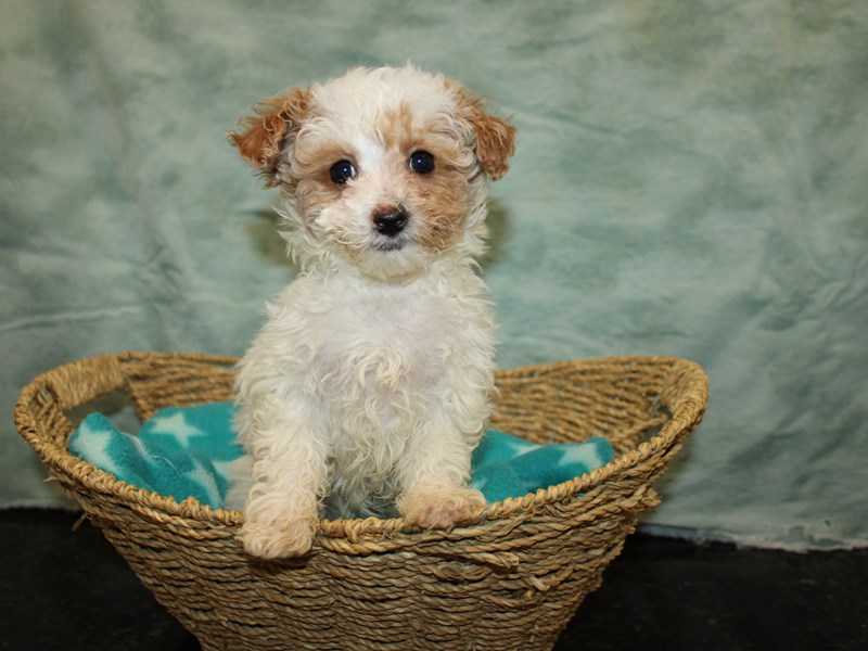 Miniature Poodle-Female-Wh&Red-4040502-Petland Rome