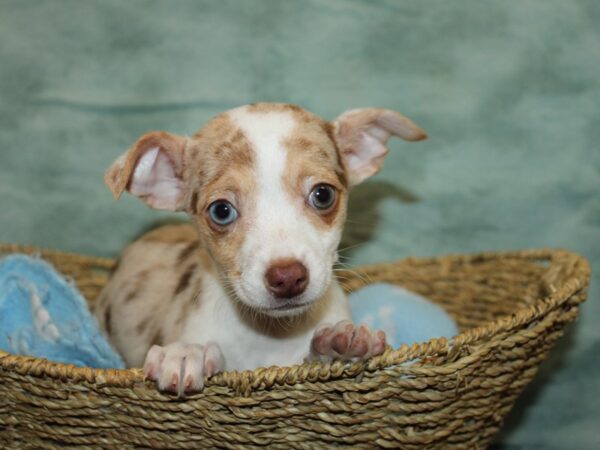 Chihuahua-DOG-Female-Red Merle-9713-Petland Rome, Georgia