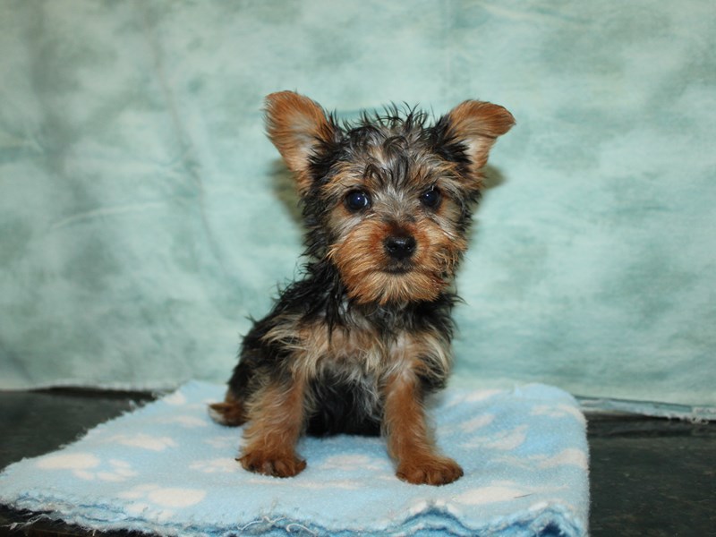Yorkshire Terrier-Female-Black and Tan-4040345-Petland Rome
