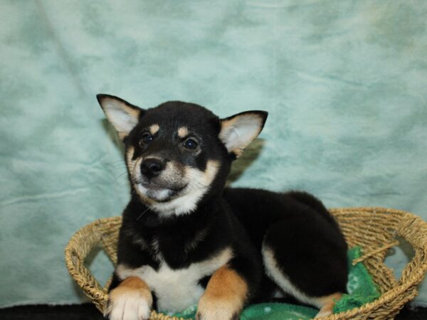 Shiba Inu Dog Female Black and Tan 9718 Petland Rome, Georgia