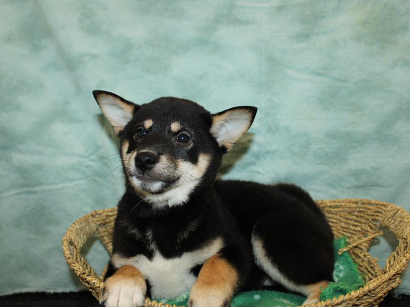 Shiba Inu-Female-Black and Tan-4040199-Petland Rome