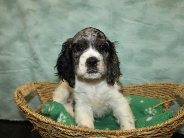 Cocker Spaniel-DOG-Female-Blue Roan-9714-Petland Rome, Georgia