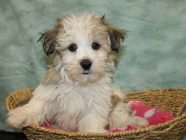 Havamalt-Dog-Male-Grizzle-20879-Petland Rome, Georgia