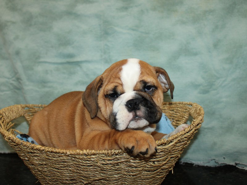English Bulldog-Male-Red and White-4040246-Petland Rome