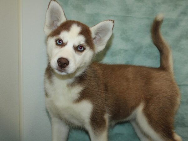 Siberian Husky Dog Female Copper and White 9720 Petland Rome, Georgia