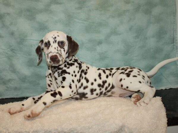 Dalmatian Dog Male White and Liver Brown 9715 Petland Rome, Georgia