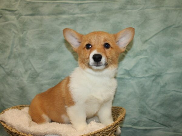 Pembroke Welsh Corgi DOG Female Red / White 9710 Petland Rome, Georgia