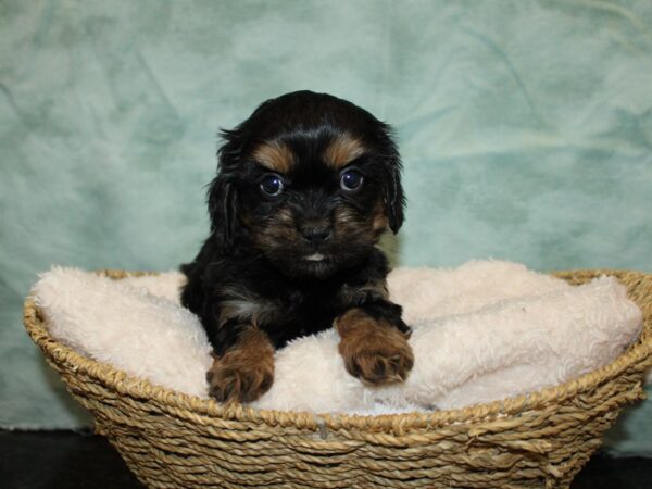 King Charles Teddy Bear (Cavalier/Shih Tzu/Bichon)-Dog-Female-Black / Tan-20881-Petland Rome, Georgia