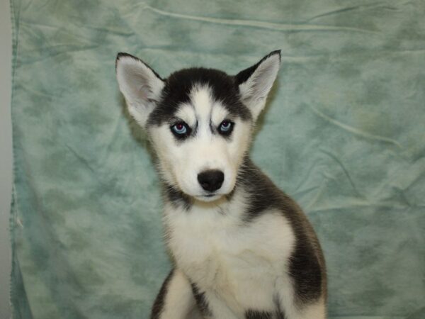 Siberian Husky DOG Male Black / White 20862 Petland Rome, Georgia