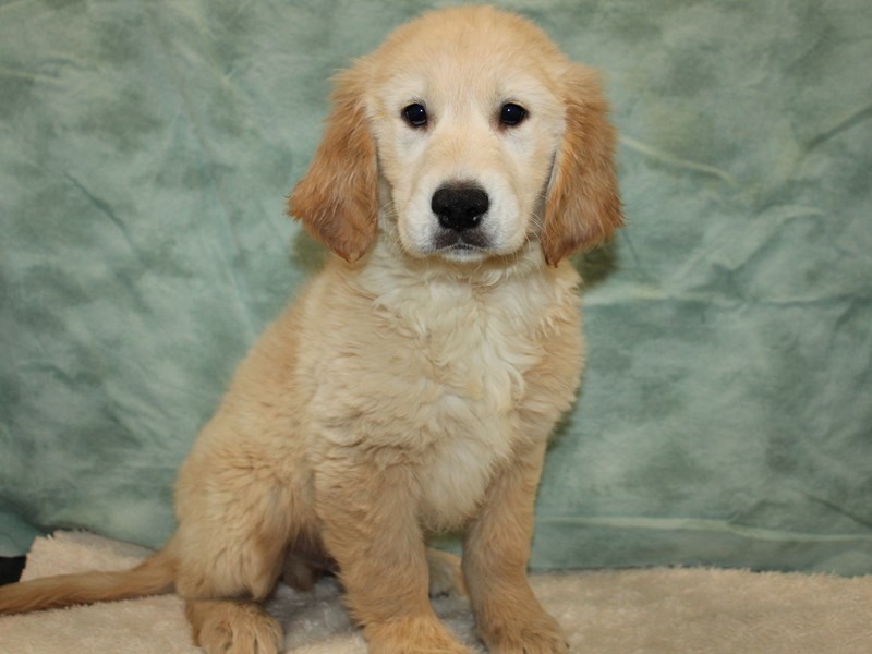 Golden Retriever-Male-Cream-4038857-Petland Rome