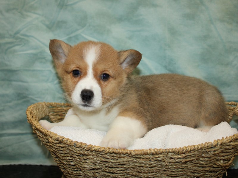 Pembroke Welsh Corgi-Female-Red / White-4034018-Petland Rome