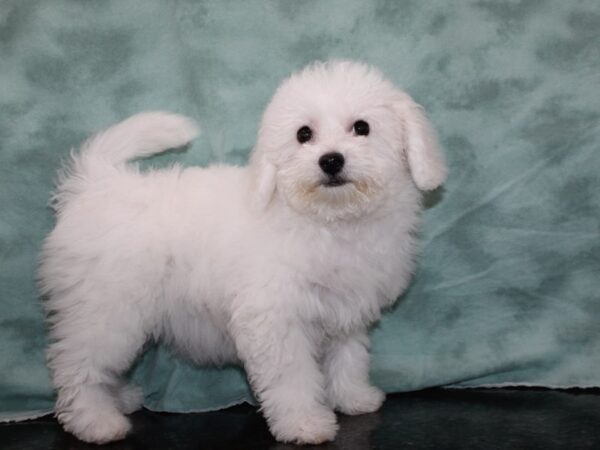 Bichon Frise-DOG-Female-White-9697-Petland Rome, Georgia