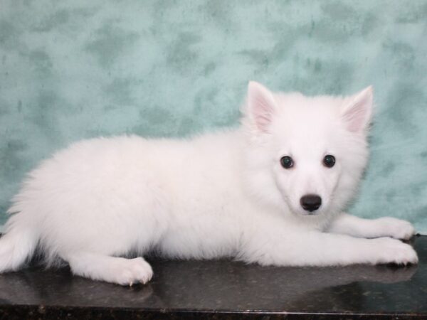 American Eskimo-DOG-Male-White-9668-Petland Rome, Georgia