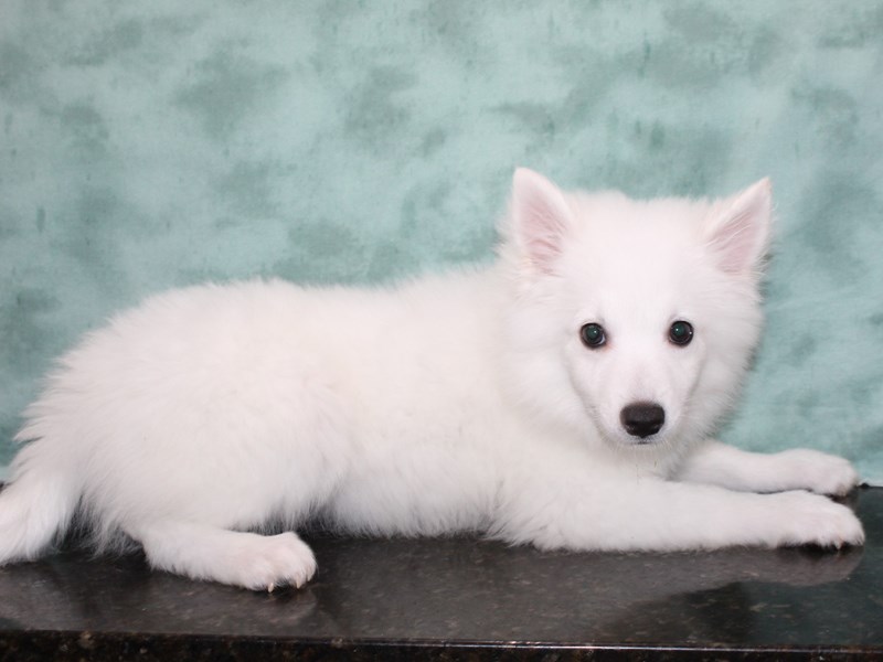 American Eskimo-Male-White-3989880-Petland Rome