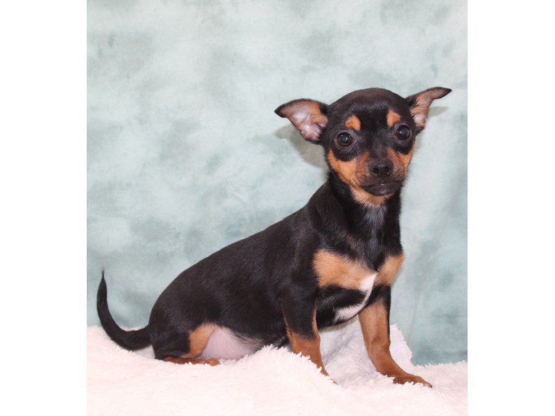 Chihuahua-Female-Black / Tan-3949666-Petland Rome