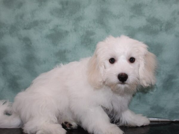 Coton De Tulear Dog Male White 9695 Petland Rome, Georgia