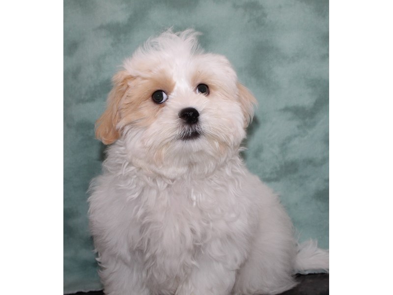 Marshmellow-Male-Cream / White-3970142-Petland Rome