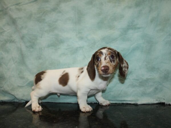 Dachshund Dog Male Chocolate Dapple 20886 Petland Rome, Georgia