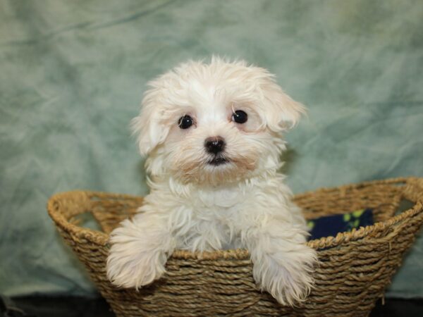 Maltese DOG Male White 20889 Petland Rome, Georgia