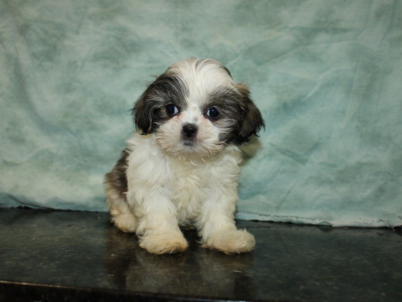 Shih Tzu-Female--4052747-Petland Rome