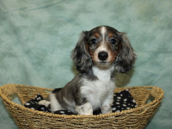 Dachshund Dog Female 20893 Petland Rome, Georgia