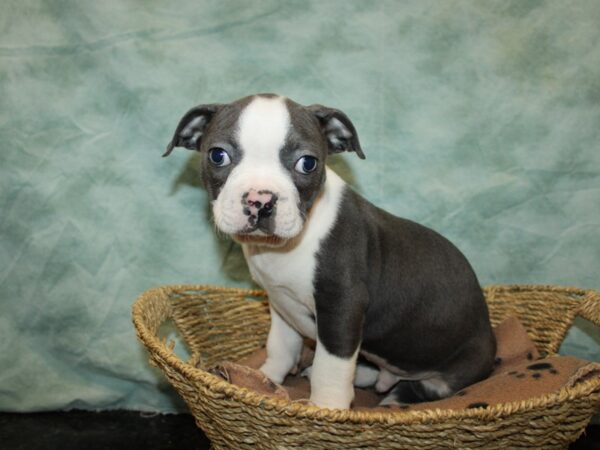 Boston Terrier Dog Male Blue and White 20890 Petland Rome, Georgia