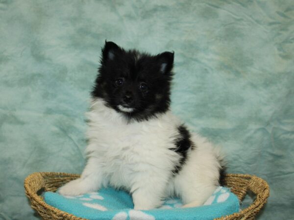 Pomeranian DOG Male Tri-Colored 9734 Petland Rome, Georgia