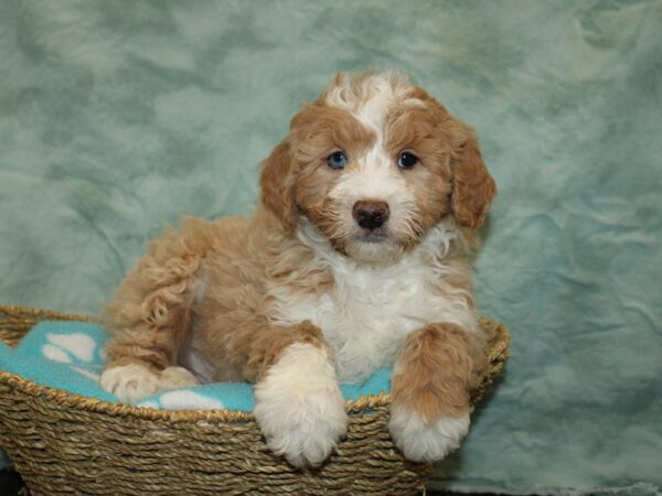 Miniature Aussiedoodle-Dog-Male-cream-20900-Petland Rome, Georgia