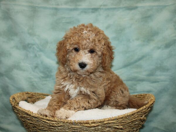 Havapoo-Dog-Male-Red-9732-Petland Rome, Georgia