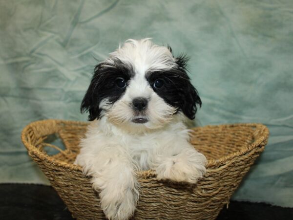 Shih Tzu-DOG-Male-Black and White-20830-Petland Rome, Georgia