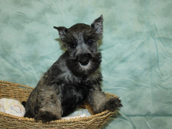 Miniature Schnauzer Dog Male Salt / Pepper 9706 Petland Rome, Georgia