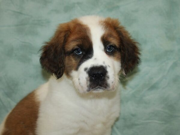 Saint Bernard-Dog-Female-Sable / White-9703-Petland Rome, Georgia